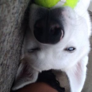 Meet your Posher, Anika